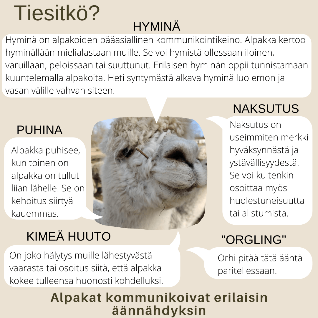 Alpakat kommunikoivat erilaisin äännähdyksin - Ruukin kehräämö